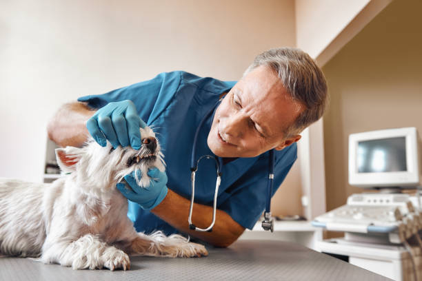 Best Emergency Wisdom Teeth Removal in Wellsville, OH